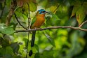 012 Tobago, blauwkruinmotmot